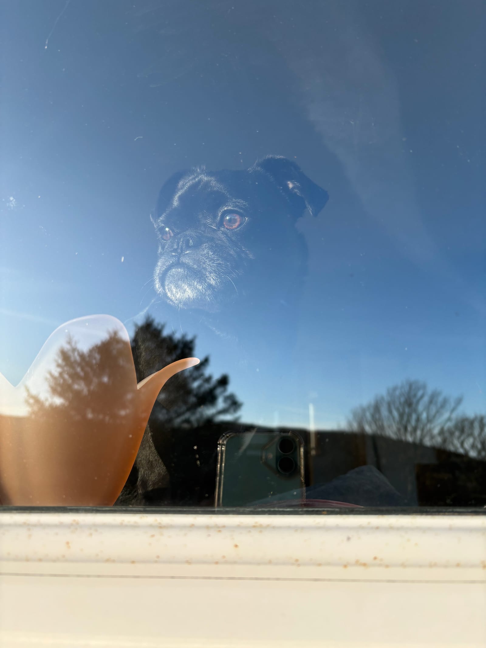 One of the family dogs at the window at Barra Woodview